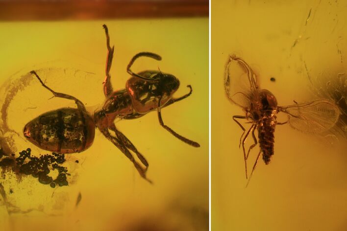 Detailed Fossil Sandfly and Ant In Baltic Amber #84659